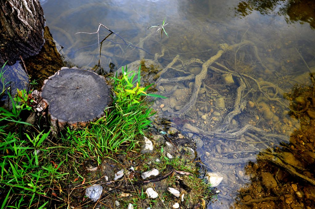 Tree stump in water close up - Mantech