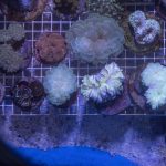 Coral confiscated at New York Airport