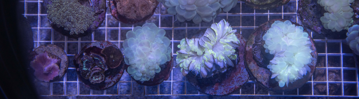 MANTECH MT100 Analyzer Monitors Water Quality of Rehabilitated Coral Habitat at New York Aquarium